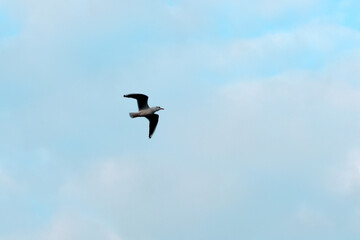 In the picture, against the background of a blue sky, a seagull flies with its wings spread.