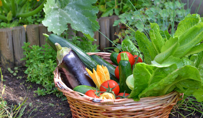 closeup on a basket filled with freshly picked seasonal vegetables in the garden