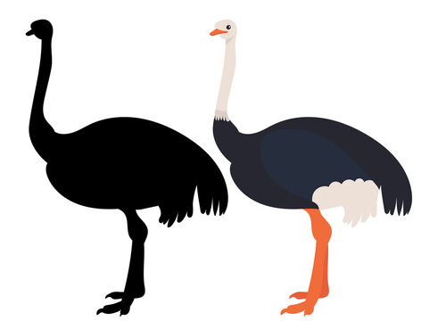 ostrich flat design, isolated, vector