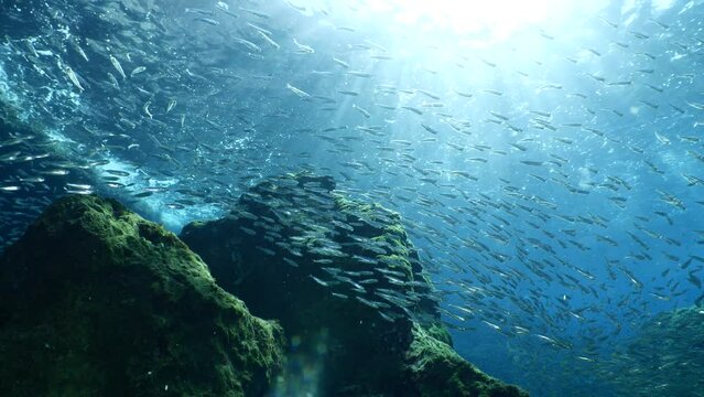 silversides hiding behind secret rocks  under sun shine and beams underwater silverside fish school wavy sea protection ocean scenery behaviour backgrounds