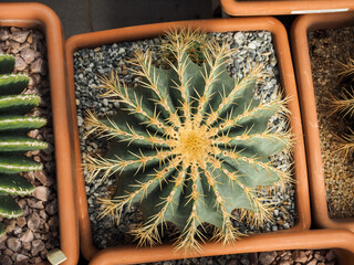 Top view of cactus farm with various cactus type. Cactus have thorn for reduce dehydration so it is...