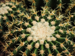 Top view of cactus farm with various cactus type. Cactus have thorn for reduce dehydration so it is succulent plant.