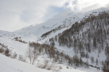 montagne et arbres enneigés