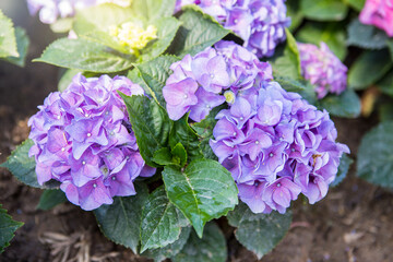 Purple Hydrangea flower garden, spring and summer season, nature background, outdoor day light
