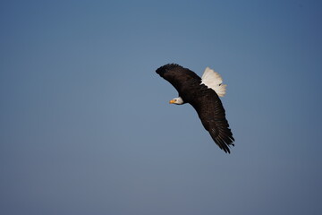 American eagle, Haliaeetus leucocephalus