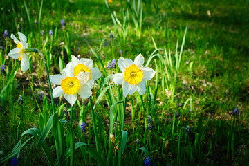 Daffodils at Easter time on a meadow. Yellow white flowers shine against the green grass.