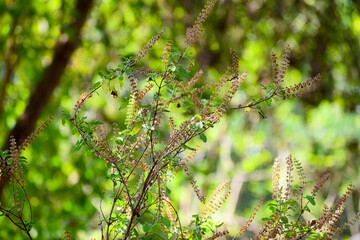 Tulsi or holy basil flowers and leaves used for tredional medicine, a plant considered sacred in India.