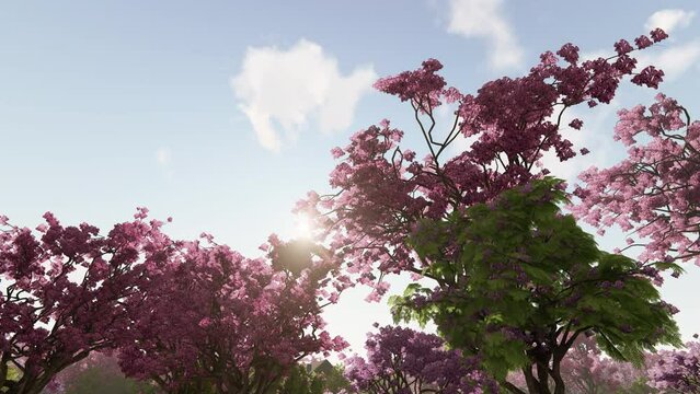 Blue sky and bloomed jacaranda pink trees, 4K