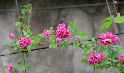 Blooming red rose bush. Macro
