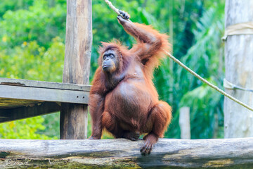 orangutans or pongo pygmaeus is the only asian great found on the island of Borneo and Sumatra