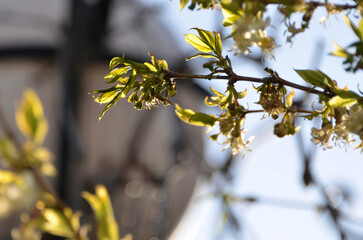 Flowering branches of the honeysuckle