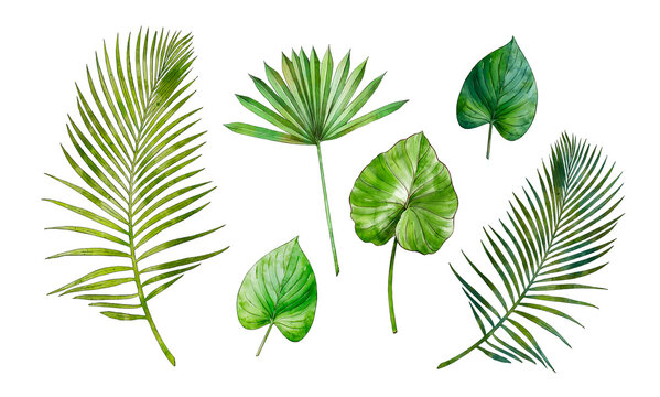 Watercolor tropical leaves collection isolated on white background. Green palm leaf. Hand painted watercolor. Botanical hand drawn illustration for wedding invitations, prints