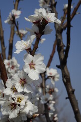 Close up: Beautiful white almond (Prunus dulcis) blossoms on a warm and sunny spring day, concept: spring, romance, end of winter (vertical), Gimmeldingen, RLP, Germany