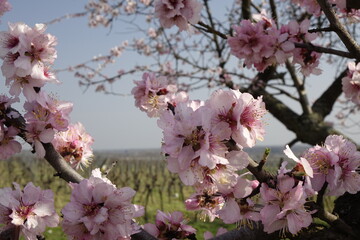 Close up: Beautiful white almond (Prunus dulcis) blossoms on a warm and sunny spring day, concept: spring, romance, end of winter (horizontal), Gimmeldingen, RLP, Germany