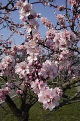 Close up: Beautiful white almond (Prunus dulcis) blossoms on a warm and sunny spring day, concept: spring, romance, end of winter (vertical), Gimmeldingen, RLP, Germany
