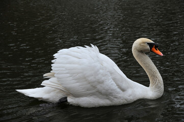 Portrait of an elegant white mute swan peacefully swimming on the lake . Wild birds outdoors photo	. Free copy space.