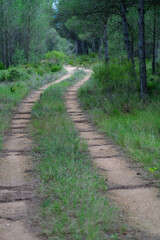 Fototapeta na wymiar Vista de un camino rural serpenteando por el bosque