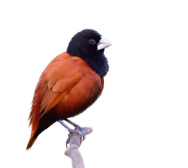 brown body, black head, silber beaks bird perching on wooden branch isolated on white background, chestnut munia
