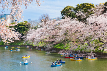 桜満開の千鳥ヶ淵