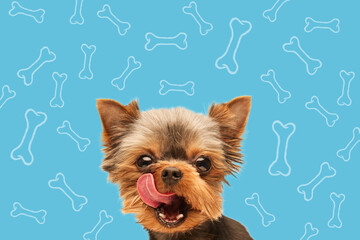 happy yorkshire terrier dog on a blue background with bones.care dog food banner