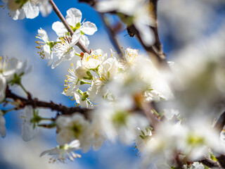 Obraz premium cherry blossom against sky close up