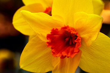 Close-up photo of a yellow narcissus- daffodil flower with an orange  beautiful corona with tepals