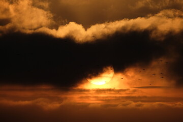 Sunset and birds in Barcelona
