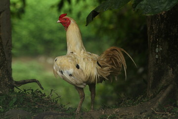 Rooster in the grass