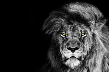 African male lion portrait , wildlife animal isolated	 - Powered by Adobe