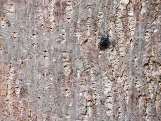 Large fly resting on the deteriorated wooden bark of a tree creating a natural background of this ugly flying insect on natural wood