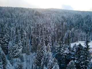 Winter pine forest aerial view