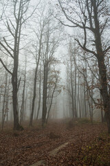 A forest in fog and haze. A spooky forest on a foggy day. A cold morning in a spooky forest with exposed tree branches.