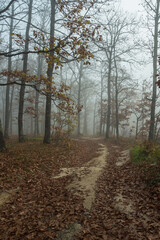 Fototapeta premium Foggy morning in an autumn forest. A road studded with fallen brown leaves stretches between trees with sparse foliage. A beautiful, mystical autumn landscape.