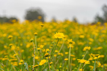 Gerbera flower field in autumn season