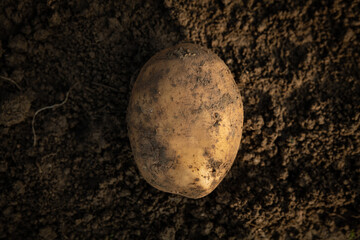 Cinematic close up shot of freshly picked ripe organic potato harvested at the moment on garden ...
