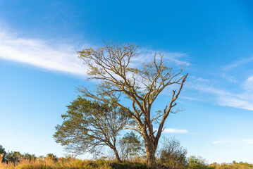 Paisagem rural no bioma pampa no sul do Brasil