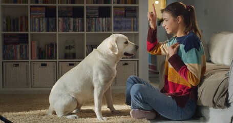 Cinematic authentic shot of young female owner is training and teaching commands to her lovely labrador retriever dog while having fun together on carpet in living room at home.