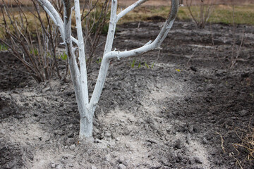 Spring protection of fruit trees in the garden
