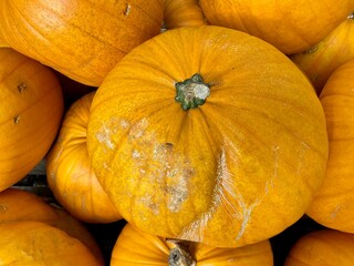 Pumpkin or Cucurbita in close-up.