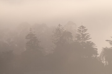 Fototapeta premium Fog covered trees illuminated by the light of the setting sun. Santa Cruz, California.