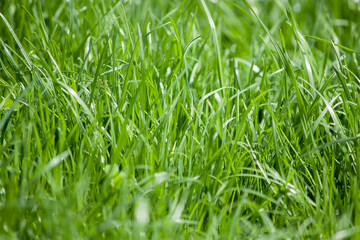 natural green grass field