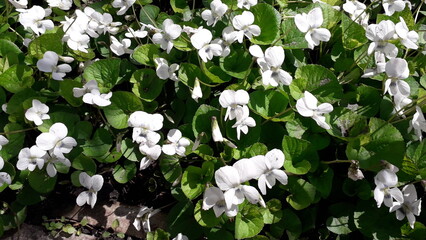 White violets outdoors. Spring flowers in a flower bed.