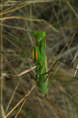 macro green praying mantis in nature