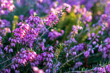 Pink flowering Erica carnea (winter heath) in winter, closeup and selective focus