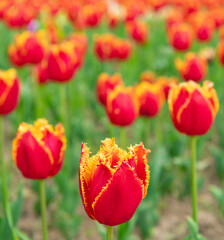 red flowers of holland tulips in spring