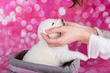 White fluffy small Samoyed puppy dog in a basket