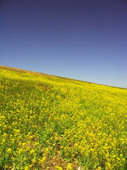 Fototapeta premium 菜の花満開の3月の江戸川土手風景