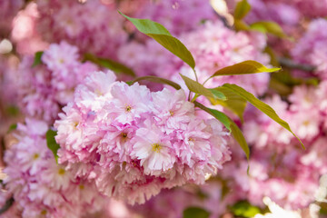pink sakura flower on blossoming spring tree