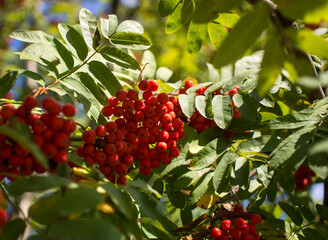 A branches of rowan with red berries. Autumn and natural background. Autumn rowan berries and leaves. Copy space.