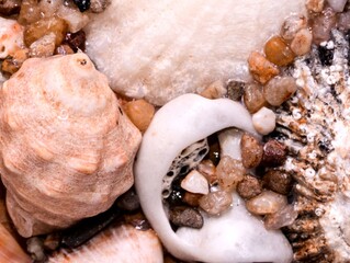 Background of sea shells